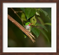 Framed Puerto Rican Tody, Bird, El Yunque NF, Puerto Rico