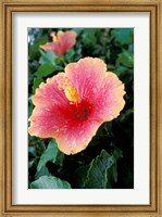 Framed Hibiscus Flower in Bloom, St Kitts, Caribbean