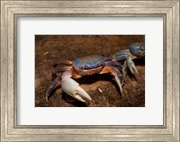 Framed Blue Crab, served in local restaurants, Old San Juan
