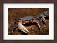 Framed Blue Crab, served in local restaurants, Old San Juan