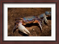 Framed Blue Crab, served in local restaurants, Old San Juan