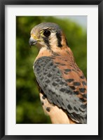 Framed USVI, St Croix, Rescued American kestrel bird