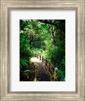 Framed Puerto Rico, Luquillo, El Yunque National Forest path