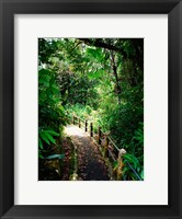 Framed Puerto Rico, Luquillo, El Yunque National Forest path