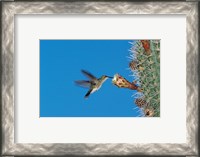 Framed Antillean Mango Hummingbird, Bosque Estatal De Guanica, Puerto Rico