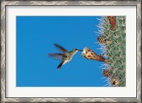 Framed Antillean Mango Hummingbird, Bosque Estatal De Guanica, Puerto Rico