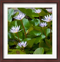 Framed Pygmy Water Lily flower