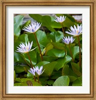 Framed Pygmy Water Lily flower