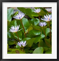 Framed Pygmy Water Lily flower