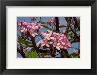 Framed Pink Oleander Flora, Grand Cayman, Cayman Islands, British West Indies