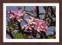 Framed Pink Oleander Flora, Grand Cayman, Cayman Islands, British West Indies