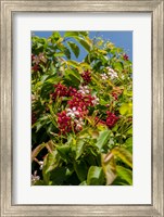 Framed Tropical flora, Grand Cayman, Cayman Islands, British West Indies