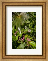 Framed Tropical flowers and palm tree, Grand Cayman, Cayman Islands, British West Indies