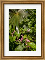 Framed Tropical flowers and palm tree, Grand Cayman, Cayman Islands, British West Indies