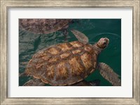 Framed Turtle Farm, Green Sea Turtle, Grand Cayman, Cayman Islands, British West Indies