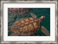 Framed Turtle Farm, Green Sea Turtle, Grand Cayman, Cayman Islands, British West Indies