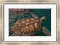 Framed Turtle Farm, Green Sea Turtle, Grand Cayman, Cayman Islands, British West Indies