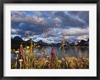 Framed Wildflowers, Jasper National Park, Alberta, Canada