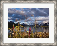 Framed Wildflowers, Jasper National Park, Alberta, Canada