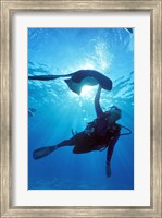 Framed Snorkeling, Stingray City, Grand Cayman, Caribbean