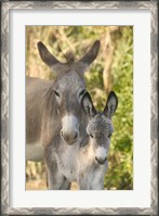 Framed Mother and Baby Donkeys on Salt Cay Island, Turks and Caicos, Caribbean