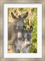 Framed Mother and Baby Donkeys on Salt Cay Island, Turks and Caicos, Caribbean