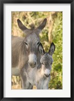 Framed Mother and Baby Donkeys on Salt Cay Island, Turks and Caicos, Caribbean