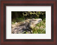 Framed Iguanas (Lizard), Cayman Islands, Caribbean