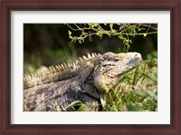 Framed Iguanas (Lizard), Cayman Islands, Caribbean