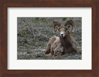 Framed Alberta, Columbia Icefields Parkway, bighorn sheep