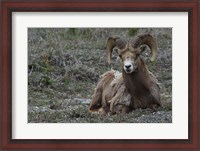 Framed Alberta, Columbia Icefields Parkway, bighorn sheep