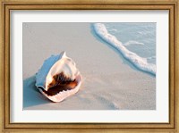 Framed Conch Shell At Sunset, St Martin, Caribbean