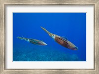 Framed Cayman Islands, Caribbean Reef Squid, Marine Life