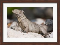 Framed Cayman Islands, Caymans iguana, Lizard, rocky beach