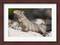 Framed Cayman Islands, Caymans iguana, Lizard, rocky beach