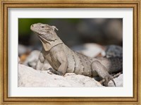 Framed Cayman Islands, Caymans iguana, Lizard, rocky beach