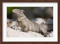 Framed Cayman Islands, Caymans iguana, Lizard, rocky beach