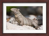 Framed Cayman Islands, Caymans iguana, Lizard, rocky beach