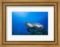 Framed Cayman Islands, Hawksbill Sea Turtle and coral reef