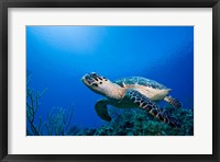Framed Cayman Islands, Hawksbill Sea Turtle and coral reef