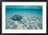 Framed Cayman Islands, Southern Stingray in Caribbean Sea
