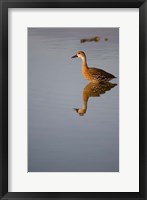 Framed Cayman Islands, West Indian Whistling Duck