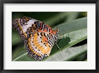 Framed Lacewing Butterfly at the Butterfly Farm, St Martin, Caribbean