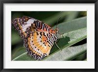 Framed Lacewing Butterfly at the Butterfly Farm, St Martin, Caribbean