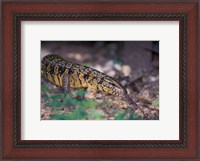 Framed Trinidad, Asa Wright Nature Ctr, Tiger Lizard