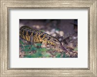 Framed Trinidad, Asa Wright Nature Ctr, Tiger Lizard