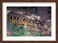 Framed Trinidad, Asa Wright Nature Ctr, Tiger Lizard