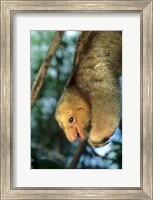 Framed Close up of Silky Pygmy Anteater wildlife, Mangrove, Trinidad