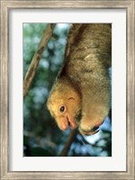 Framed Close up of Silky Pygmy Anteater wildlife, Mangrove, Trinidad