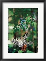 Framed Butterfly Farm on St Martin, Caribbean